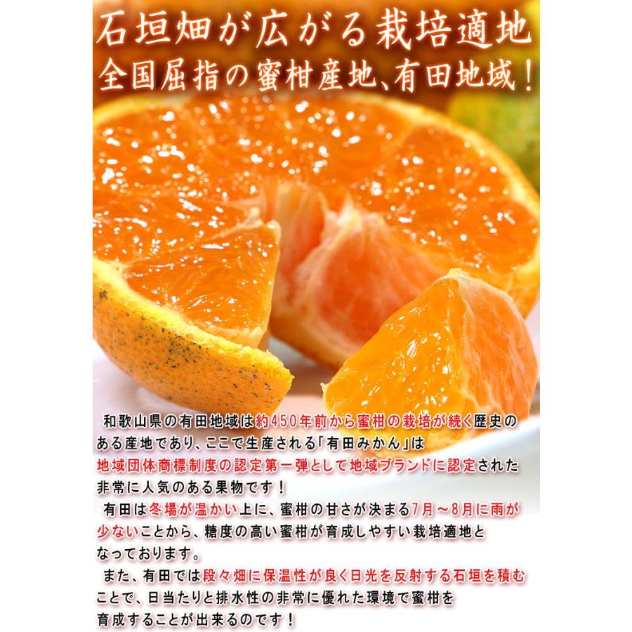 宮原みかん 樹成り完熟有田ミカン 滝川園限定 約5kg S〜2Lサイズ 贈答