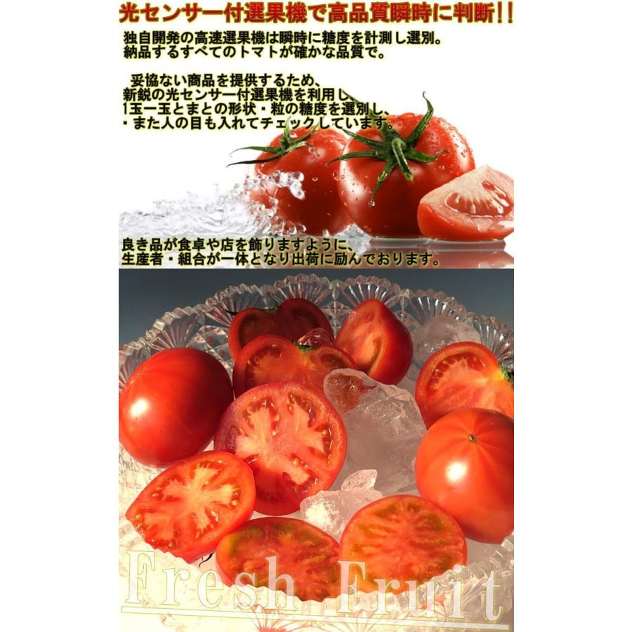 スーパーフルーツトマト 約1kg 8〜16玉前後 茨城県が誇るブランド野菜！トマトらしい濃厚な味と甘さが魅力のフルーツトマト｜wamers｜04