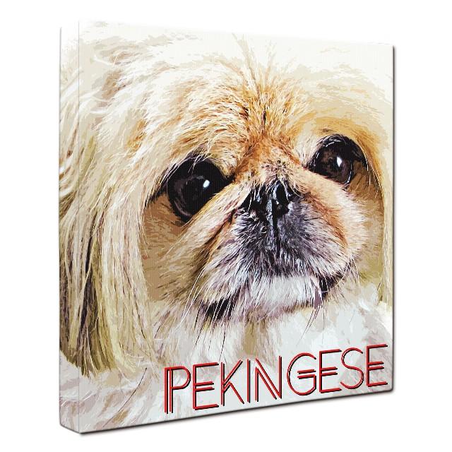 Impact Color ペキニーズ ｌサイズ ワンにゃんアートキャンバス 絵画 犬 インテリア雑貨 グッズ Wn Imc Pek L ワンにゃんギャラリー 通販 Yahoo ショッピング