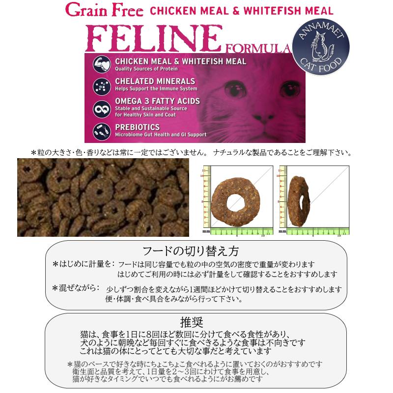 wild cat ANNA ワイルドキャット・アンナ あみあみ限定場 Amazon.co.jp