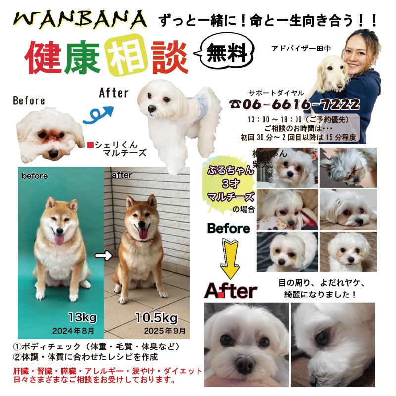 帝塚山WANBANA 犬 腎臓病おやつ コエンザイムQ10クッキー 腎ケアに