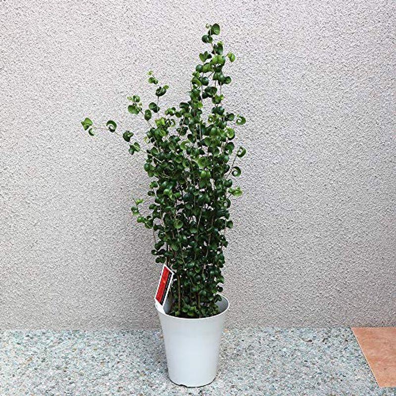 お気に入り即出荷 初心者に 中型 品種で選べる観葉植物 リビングやオフィス向きサイズ 1個売り フィカス ベンジャミン バロック 観葉植物 鉢 プランター 観葉植物 わんこ村のフィカス ベンジャミン バロック 6号プラスチック鉢 ついに再販開始