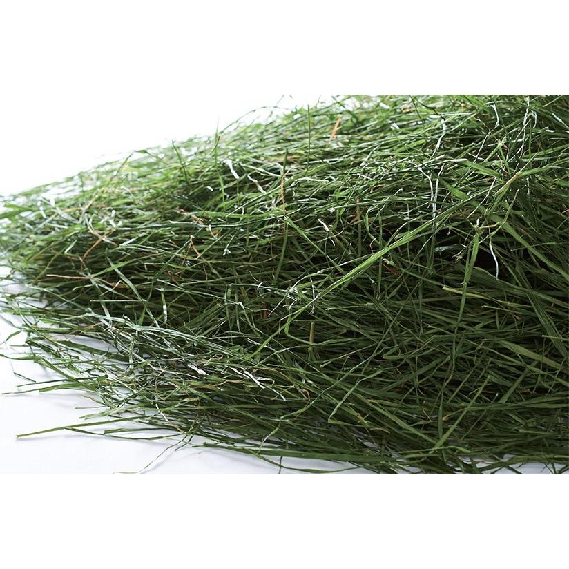 旬牧草 イタリアンライグラス 40g : ペットの専門店コジマ - 通販