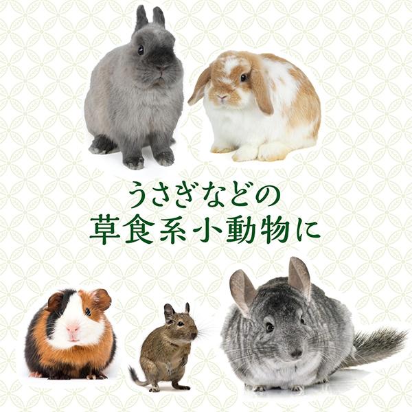 旬牧草 イタリアンライグラス 40g : ペットの専門店コジマ - 通販