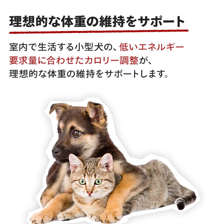 ロイヤルカナン 犬 ミニ インドア アダルト室内で生活する小型犬 ロイヤルカナン 犬 ミニ インドア アダルト室内で生活する小型犬