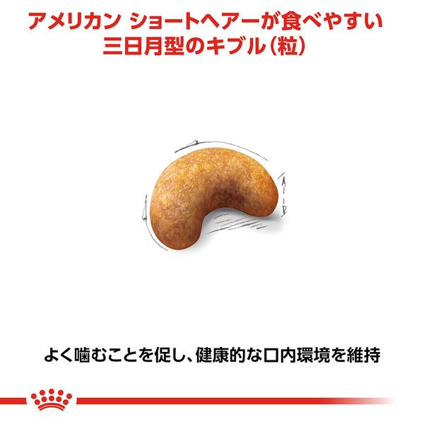 ロイヤルカナン（ROYAL CANIN） 猫 アメリカンショートヘアー 成猫用