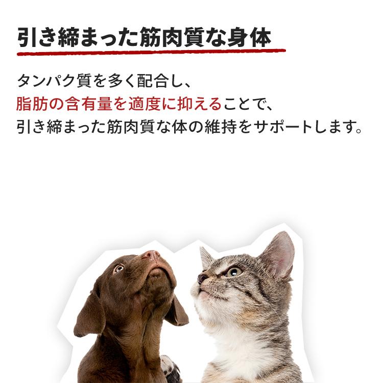 ロイヤルカナン（ROYAL CANIN） 猫 シャム 2kg 6個セット