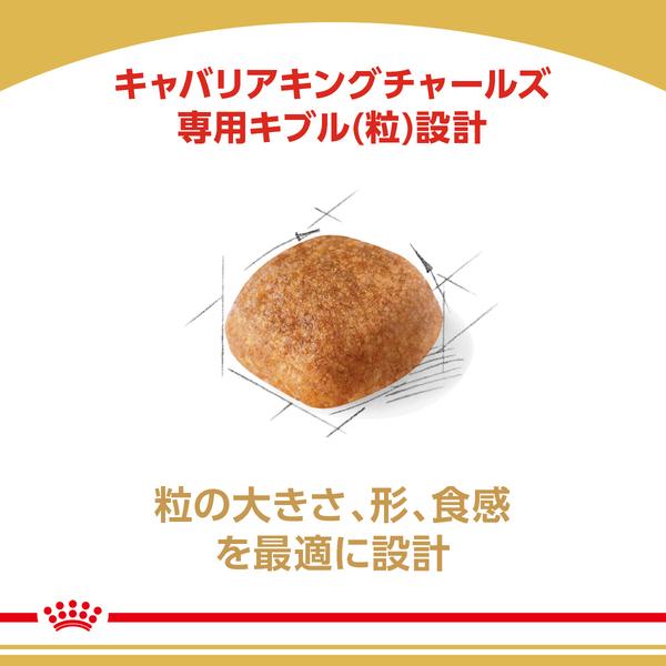 ロイヤルカナン（ROYAL CANIN） 犬 キャバリア キング チャールズ 成犬