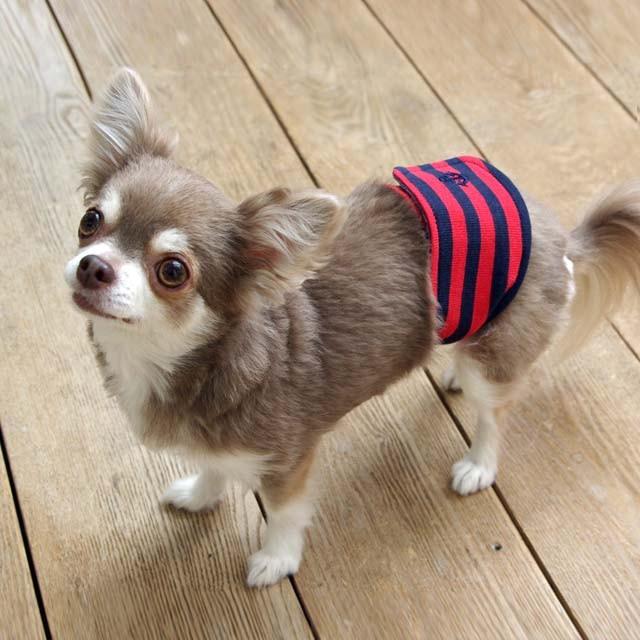 犬 しつけ ドッグウェア マナーベルト ボーダー XXS 606481 犬と