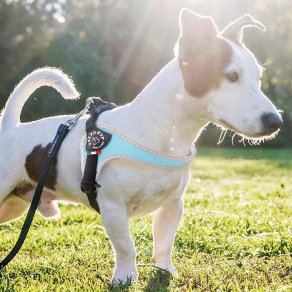 ハーネス 犬 おしゃれ 脱げない 犬用 リフレクティブ フレブル トレ ポンティ フィッビア 散歩 Fibbia Adjustable Type Reflective 4号 Ltp1 Tc B わんことにゃんこのおみせ 通販 Paypayモール