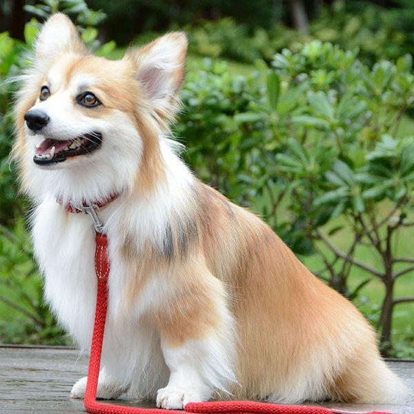 首輪 犬 おしゃれ 犬用 本革 カラー 柔らか コットンロープ 首輪 犬 おしゃれ 犬用 本革 カラー 柔らか コットンロープ