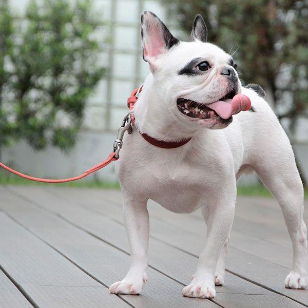 首輪 犬 おしゃれ かわいい 犬用 本革 カラー 柔らか ヌバックレザー