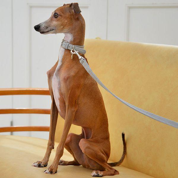 首輪 犬 おしゃれ 犬用 本革 カラー スエードレザー ハヤブサ Leda