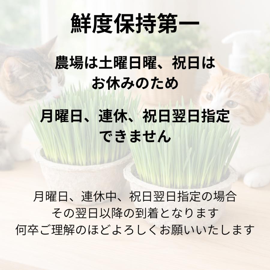 農場直送鮮度抜群猫草】 猫草 ネコ草 キャットグラス 毛玉ケア 消化