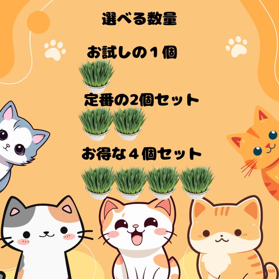 農場直送鮮度抜群猫草】 猫草 ネコ草 キャットグラス 毛玉ケア 消化