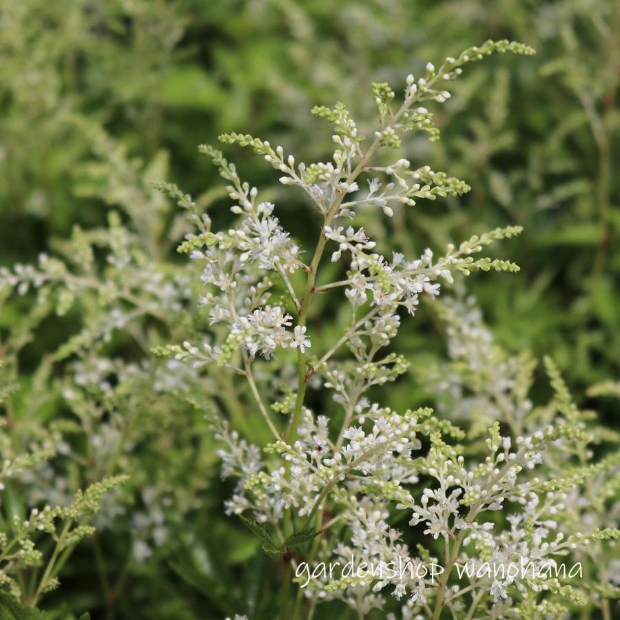 泡盛升麻 (アワモリショウマ)※2026年開花終了。2027年開花見込み