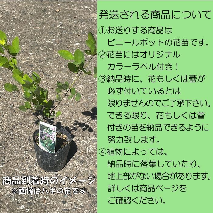 梅花黄蓮 (バイカオウレン)※2026年開花終了。 : ガーデンショップ和の