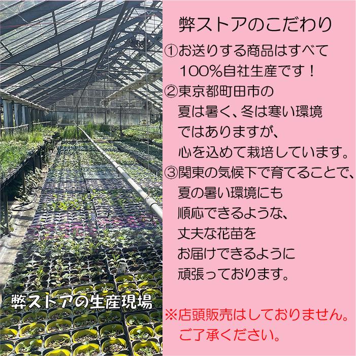 梅花黄蓮 (バイカオウレン)※2026年開花終了。 : ガーデンショップ和の
