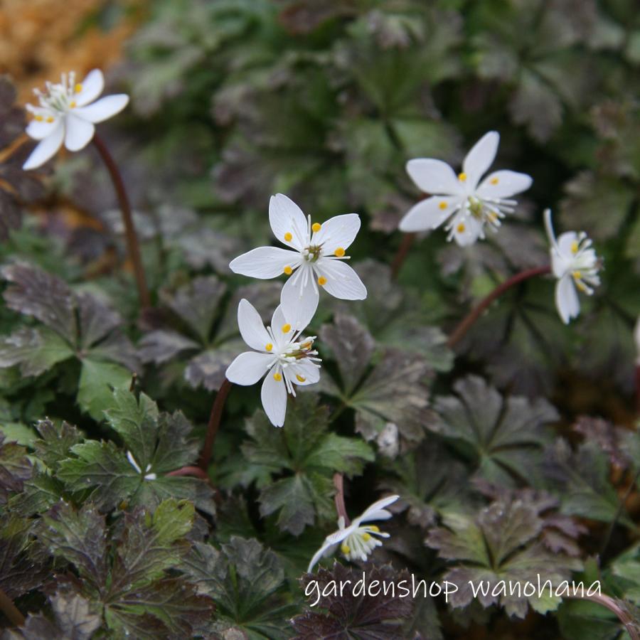 農金 梅花 花図鑑、ミヤマキンバイ(深山金梅)、バラ科キジムシロ属の多年草
