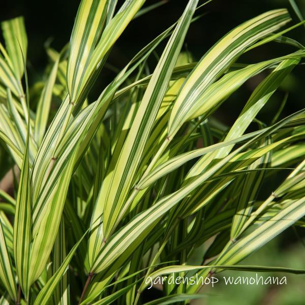 フウチソウの商品一覧 通販 Yahoo ショッピング