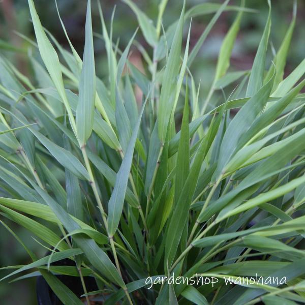 フウチソウの商品一覧 通販 Yahoo ショッピング