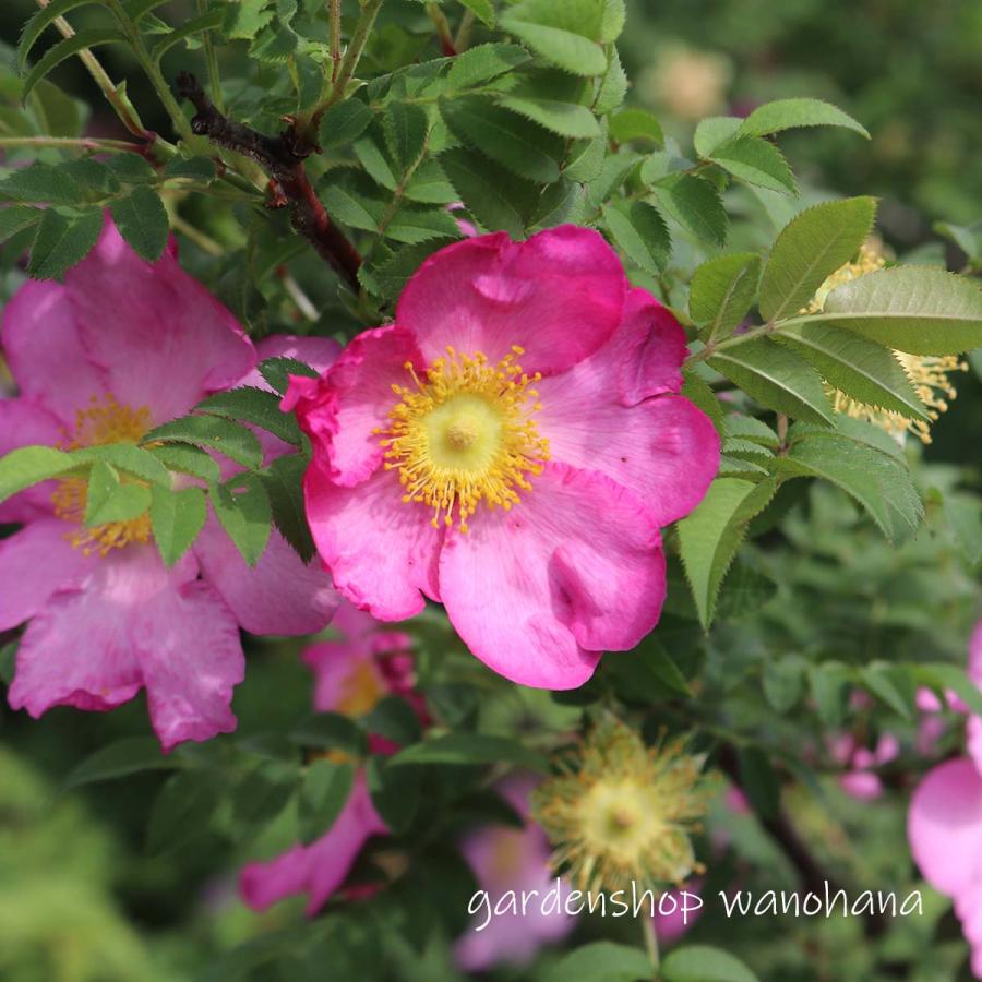 箱根山椒バラ (ハコネサンショウバラ) : ガーデンショップ和の花