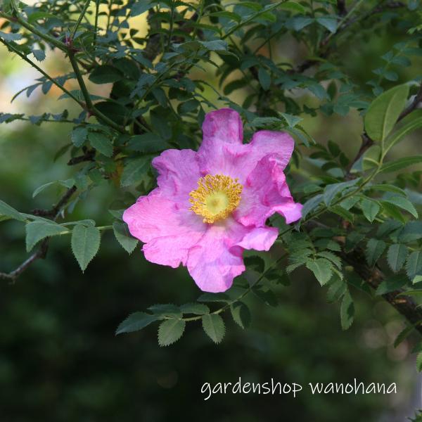 箱根山椒バラ (ハコネサンショウバラ) : ガーデンショップ和の花