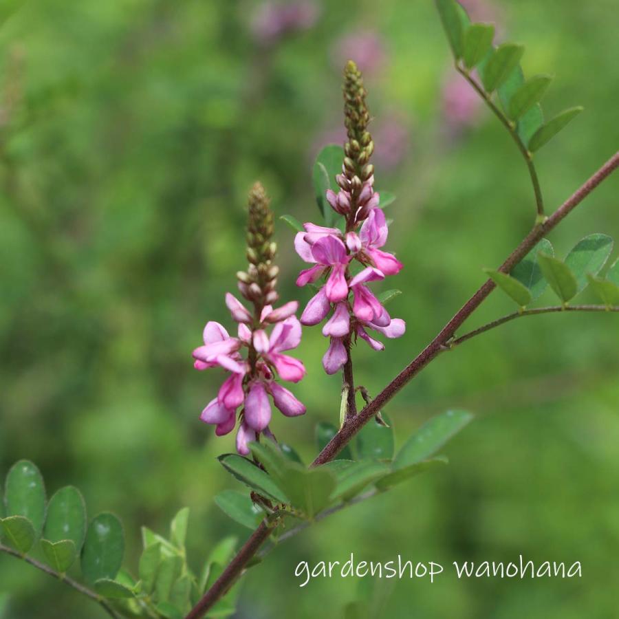 駒繋 (コマツナギ)※2027年開花見込み。 : ガーデンショップ和の花