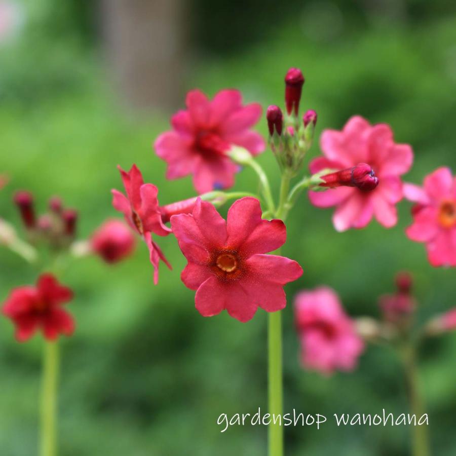 九輪草 朱色花 (クリンソウ シュイロバナ)※2026年開花終了。2027年開花