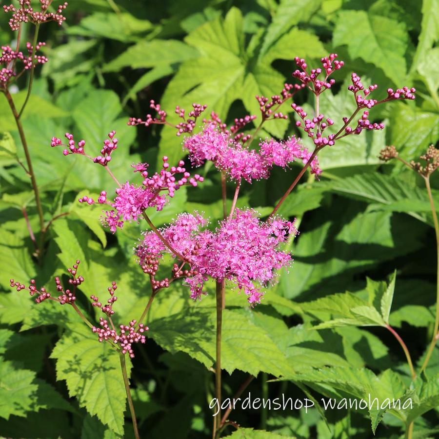 京鹿子 キョウカノコ 22年9月 葉に傷みあり 株の品質に問題はありません Kyoukanoko ガーデンショップ和の花 通販 Yahoo ショッピング