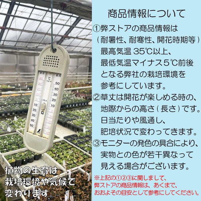 三ツ葉下野 (ミツバシモツケ)※2027年開花見込み。 : ガーデンショップ