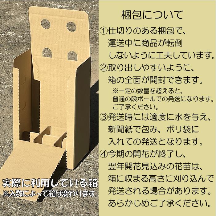 三ツ葉下野 (ミツバシモツケ)※2027年開花見込み。 : ガーデンショップ
