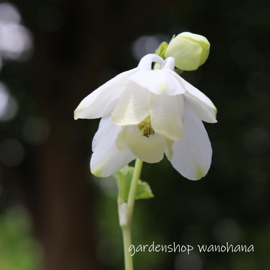 深山苧環 白花(ミヤマオダマキ シロバナ)※2026年開花終了。2027年開花