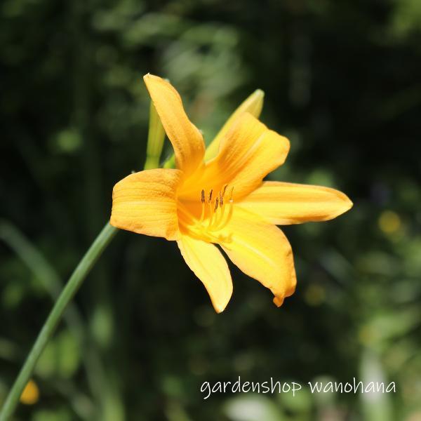 日光黄菅 ニッコウキスゲ Nikkoukisuge ガーデンショップ和の花 通販 Yahoo ショッピング