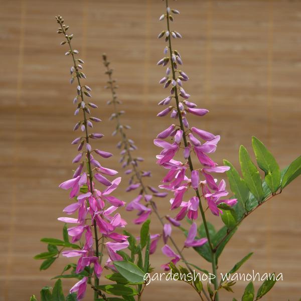 庭藤 ニワフジ 22年9月 葉に傷みあり 株の品質に問題はありません Niwafuji ガーデンショップ和の花 通販 Yahoo ショッピング