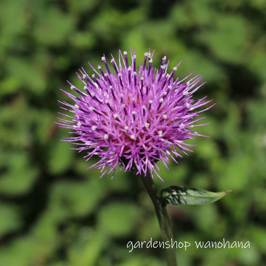 野薊 (ノアザミ)※2027年開花見込み。 : ガーデンショップ和の花 - 通販