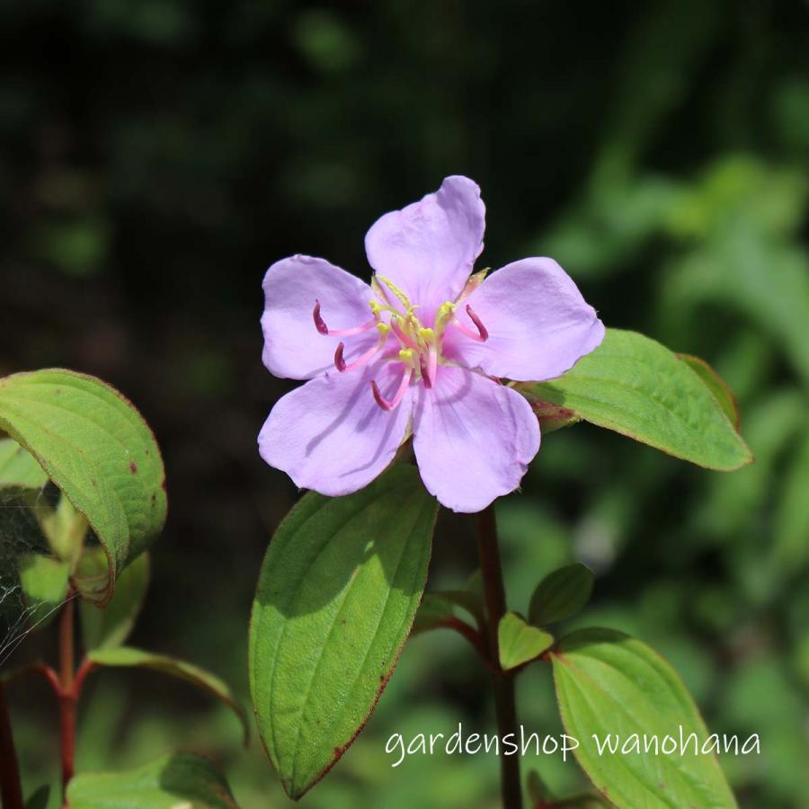 野牡丹 (ノボタン)※2025年開花見込み。 : ガーデンショップ和の花