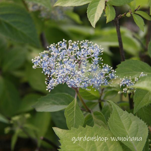 奥多摩コアジサイ オクタマコアジサイ Okutamakoajisai ガーデンショップ和の花 通販 Yahoo ショッピング