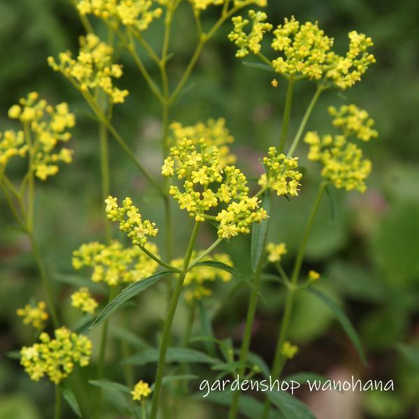 女郎花 オミナエシ 22年開花終了 23開花見込み Ominaeshi ガーデンショップ和の花 通販 Yahoo ショッピング