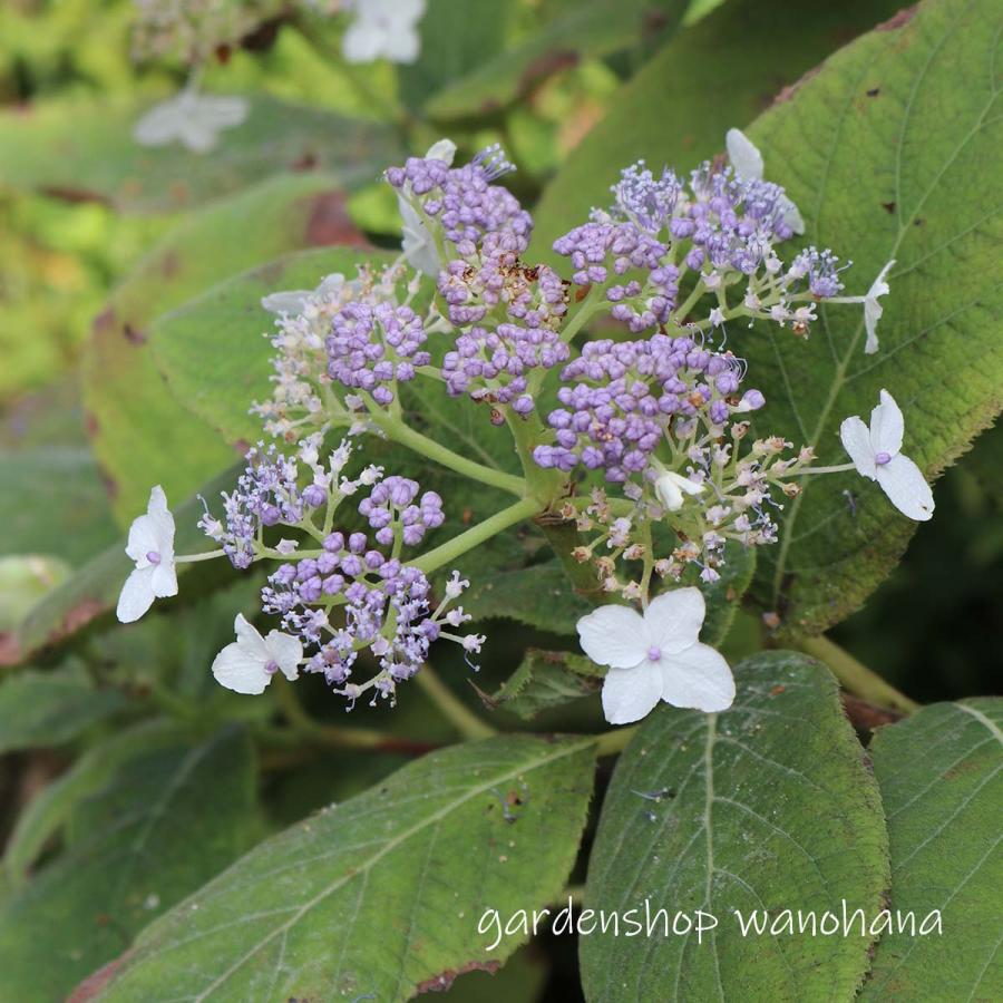 玉紫陽花 (タマアジサイ)※2027年開花見込み。 : ガーデンショップ和の