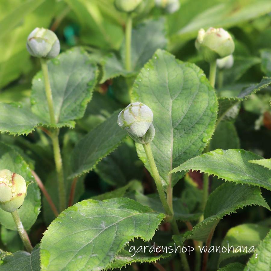 手毬咲き玉紫陽花 (テマリタマアジサイ) : ガーデンショップ和の花