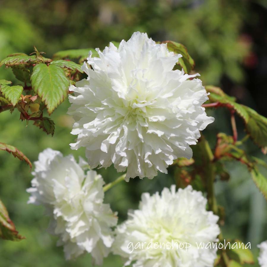 トキンバラ : ガーデンショップ和の花 - 通販 - Yahoo!ショッピング