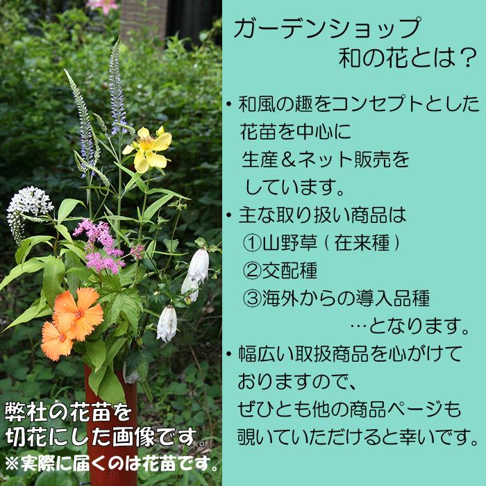 トキンバラ : ガーデンショップ和の花 - 通販 - Yahoo!ショッピング