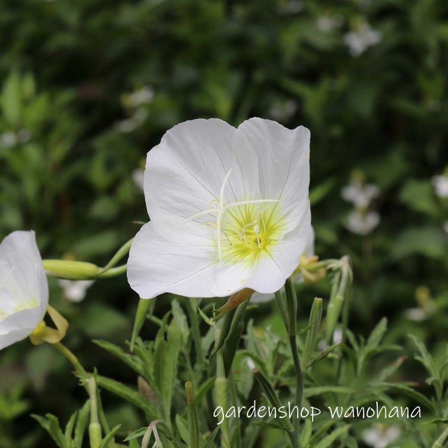 月見草 白花 (ツキミソウ シロバナ)※2027年開花見込み。 : ガーデン