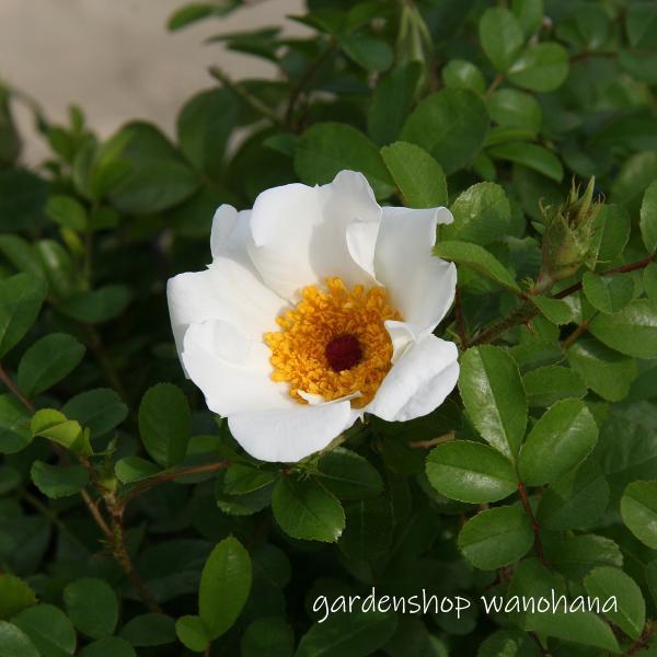 八重山ノイバラ ヤエヤマノイバラ カカヤンバラ Yaeyamanoibara ガーデンショップ和の花 通販 Yahoo ショッピング