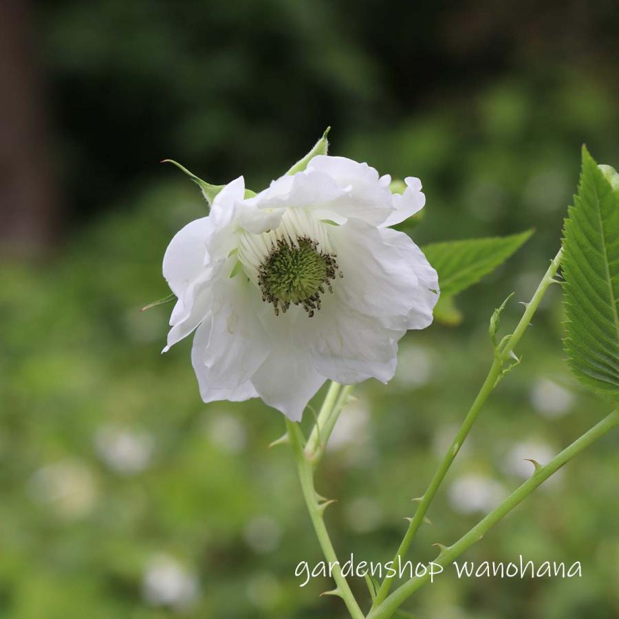 八重咲き薔薇苺 (ヤエザキバライチゴ)※2026年開花終了。2027年開花