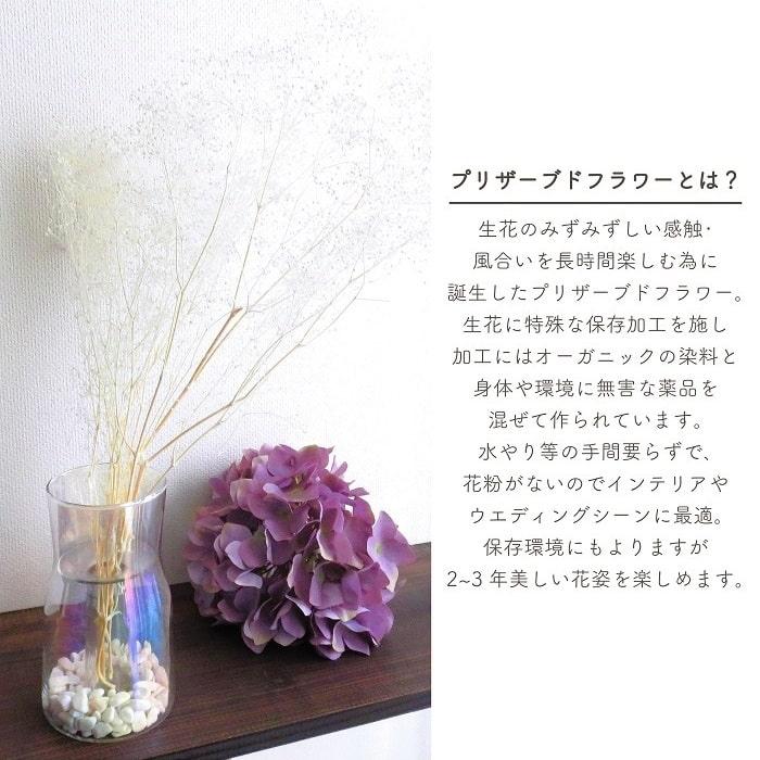 ドライフラワー プリザーブドフラワー ソフトミニカスミ草 白 全長約