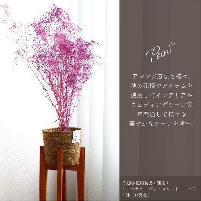 ドライフラワー プリザーブドフラワー ソフトミニカスミ草 ベリー