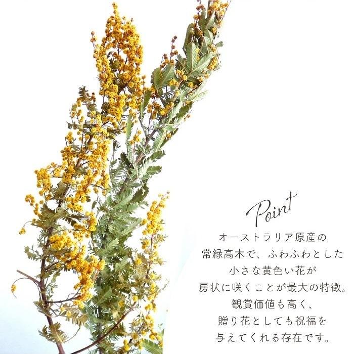 ドライフラワー ミモザ アカシア ナチュラル 全長約50cm 天然素材