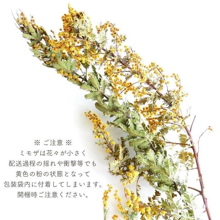 ドライフラワー ミモザ アカシア ナチュラル 全長約50cm 天然素材